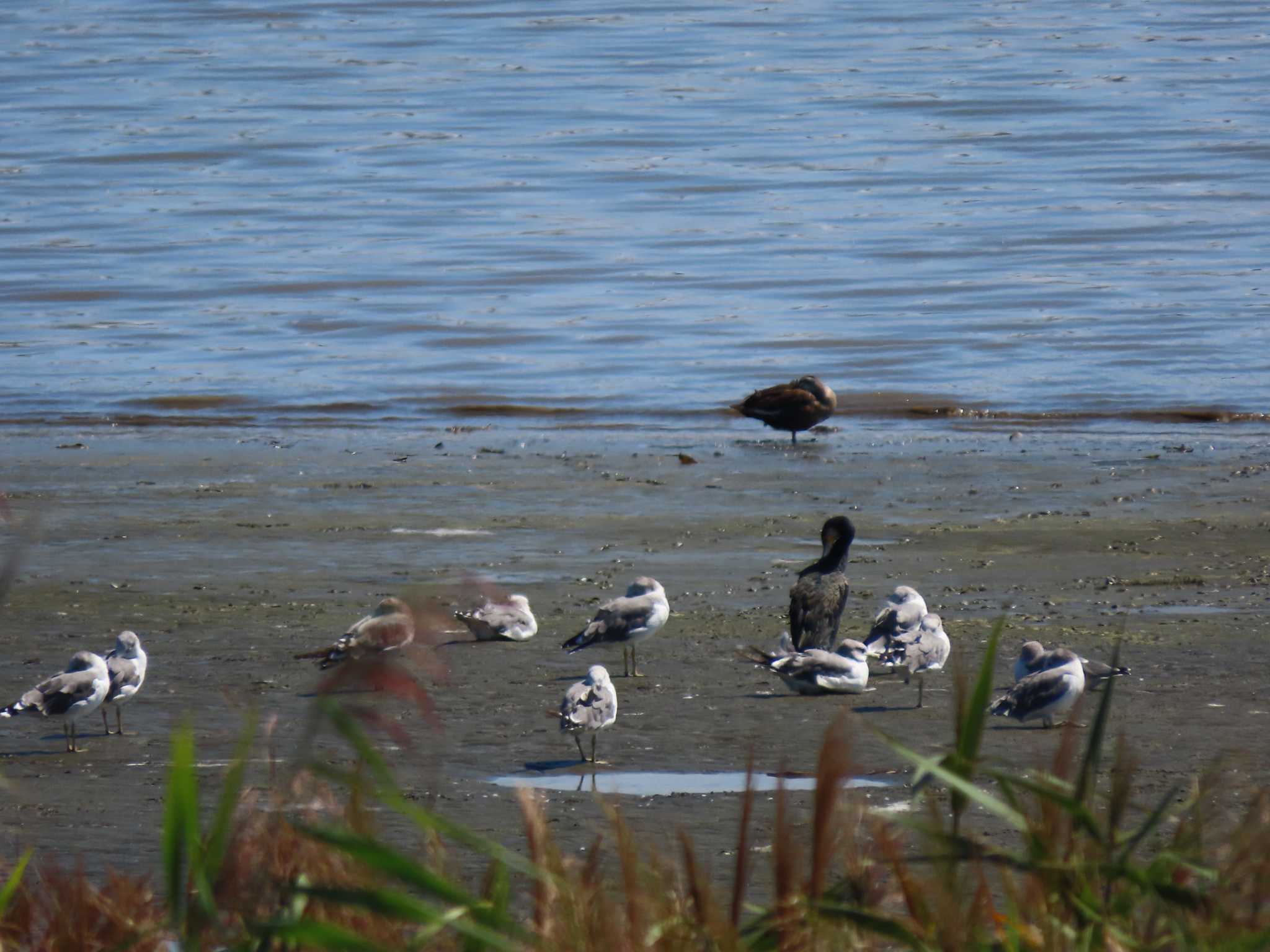 Black-tailed Gull