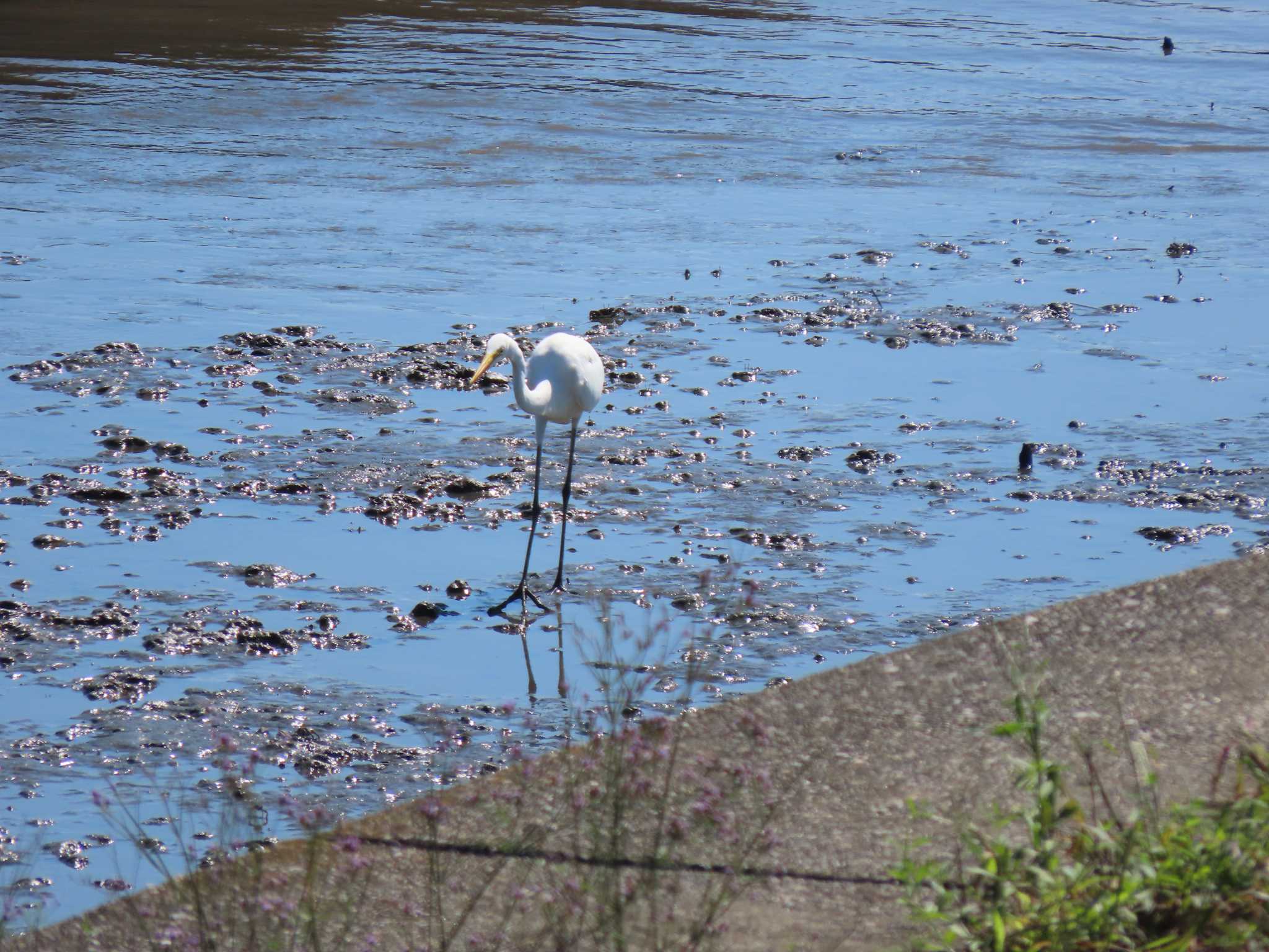 Great Egret