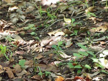 ヤマガラ 長浜公園 2021年9月20日(月)