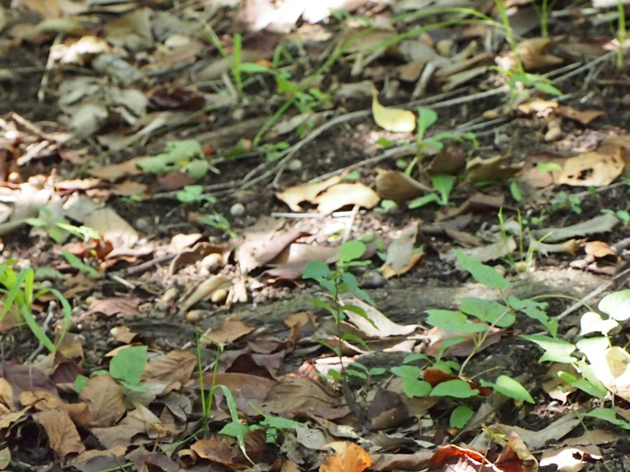 Photo of Varied Tit at Nagahama Park by 塩昆布長