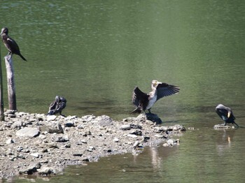 Great Cormorant Nagahama Park Mon, 9/20/2021