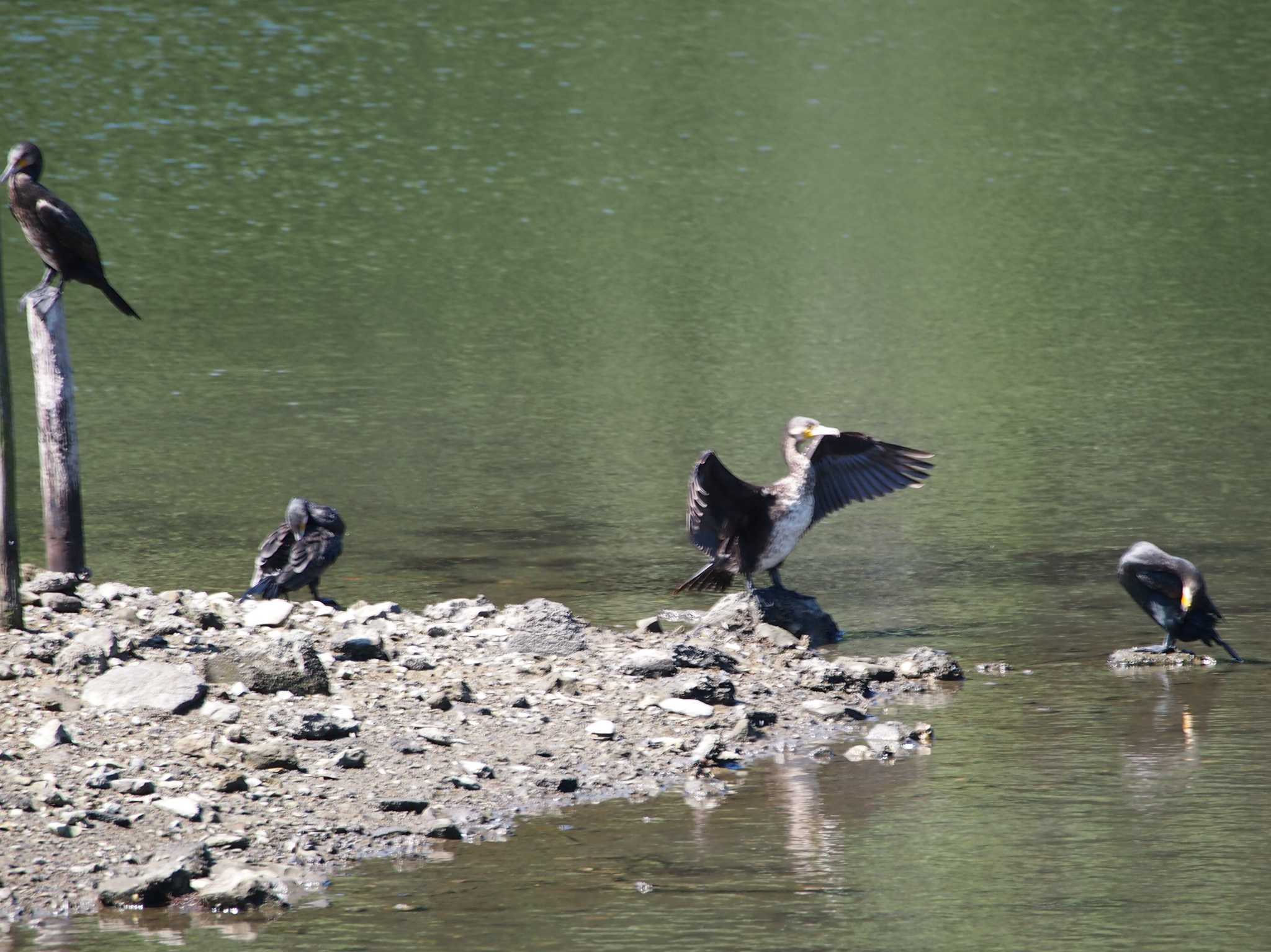 Photo of Great Cormorant at Nagahama Park by 塩昆布長