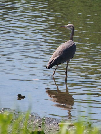 Grey Heron Nagahama Park Mon, 9/20/2021