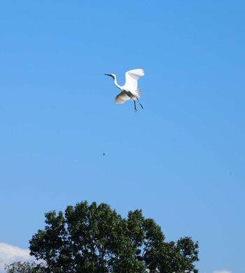 Little Egret Nagahama Park Mon, 9/20/2021