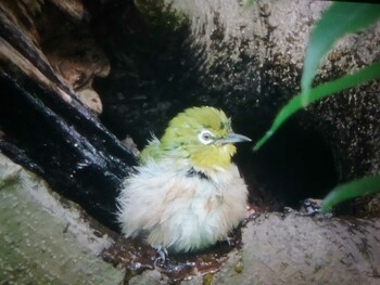 2021年9月20日(月) 馬見丘陵公園の野鳥観察記録