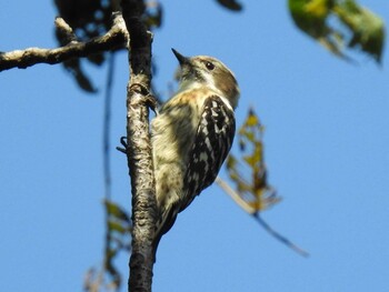 Japanese Pygmy Woodpecker 祖父江ワイルドネイチャー緑地 Mon, 9/20/2021