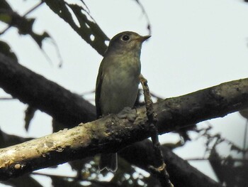 Asian Brown Flycatcher 祖父江ワイルドネイチャー緑地 Mon, 9/20/2021