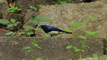 Blue-and-white Flycatcher Osaka castle park Mon, 9/20/2021