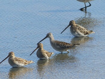 2021年9月20日(月) いしかり調整池(石狩調整池)の野鳥観察記録