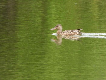 2021年9月20日(月) 服部緑地の野鳥観察記録