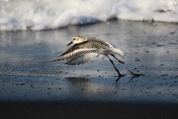 2021年9月20日(月) 北海道　森町　砂崎の野鳥観察記録