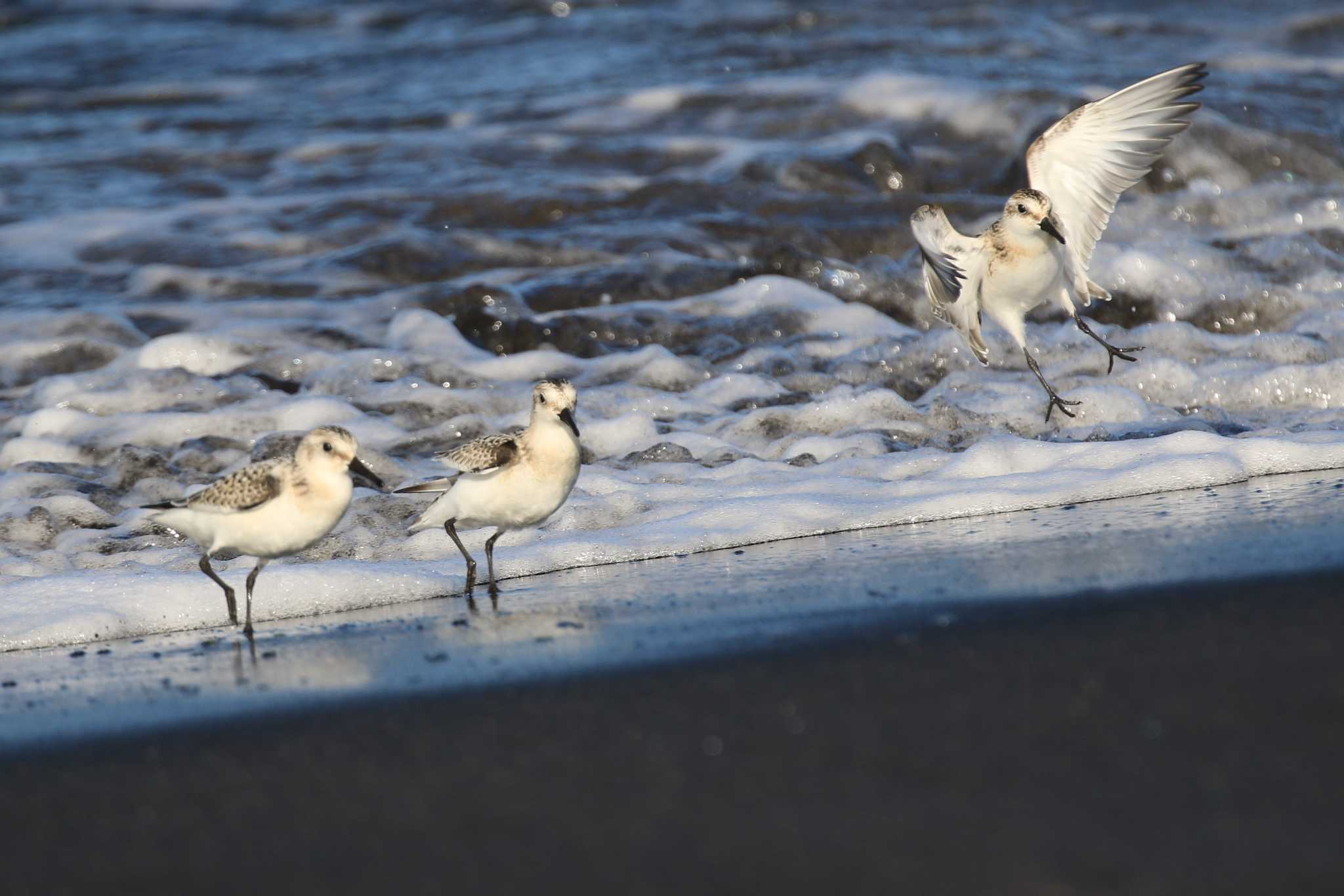 Sanderling