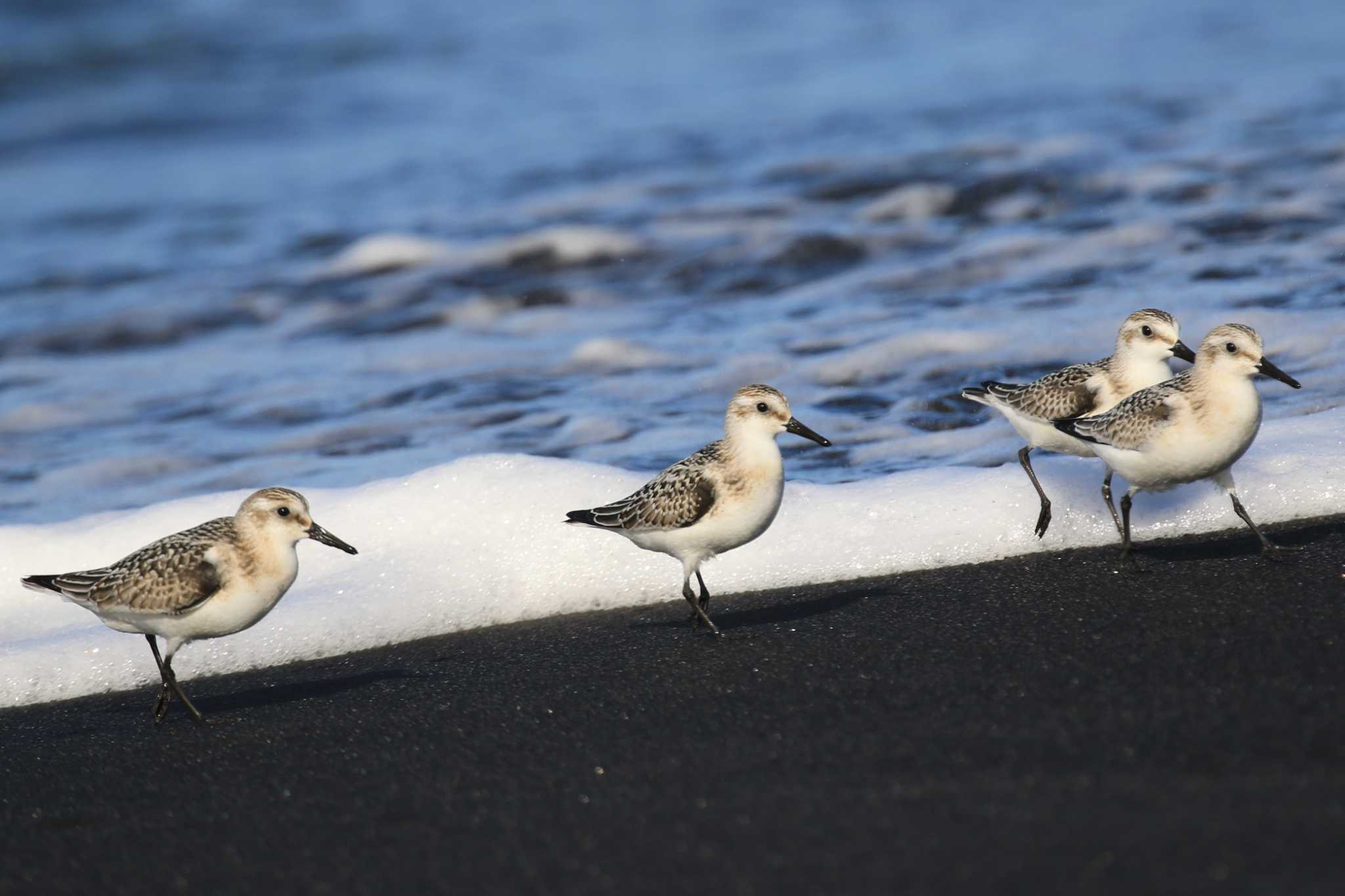 Sanderling