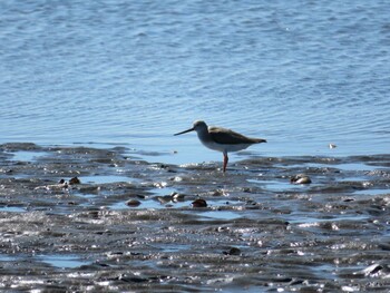 Terek Sandpiper Sambanze Tideland Mon, 9/20/2021