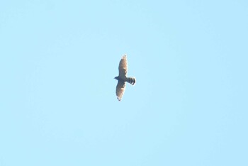 2021年9月20日(月) 梅の公園(青梅市)の野鳥観察記録