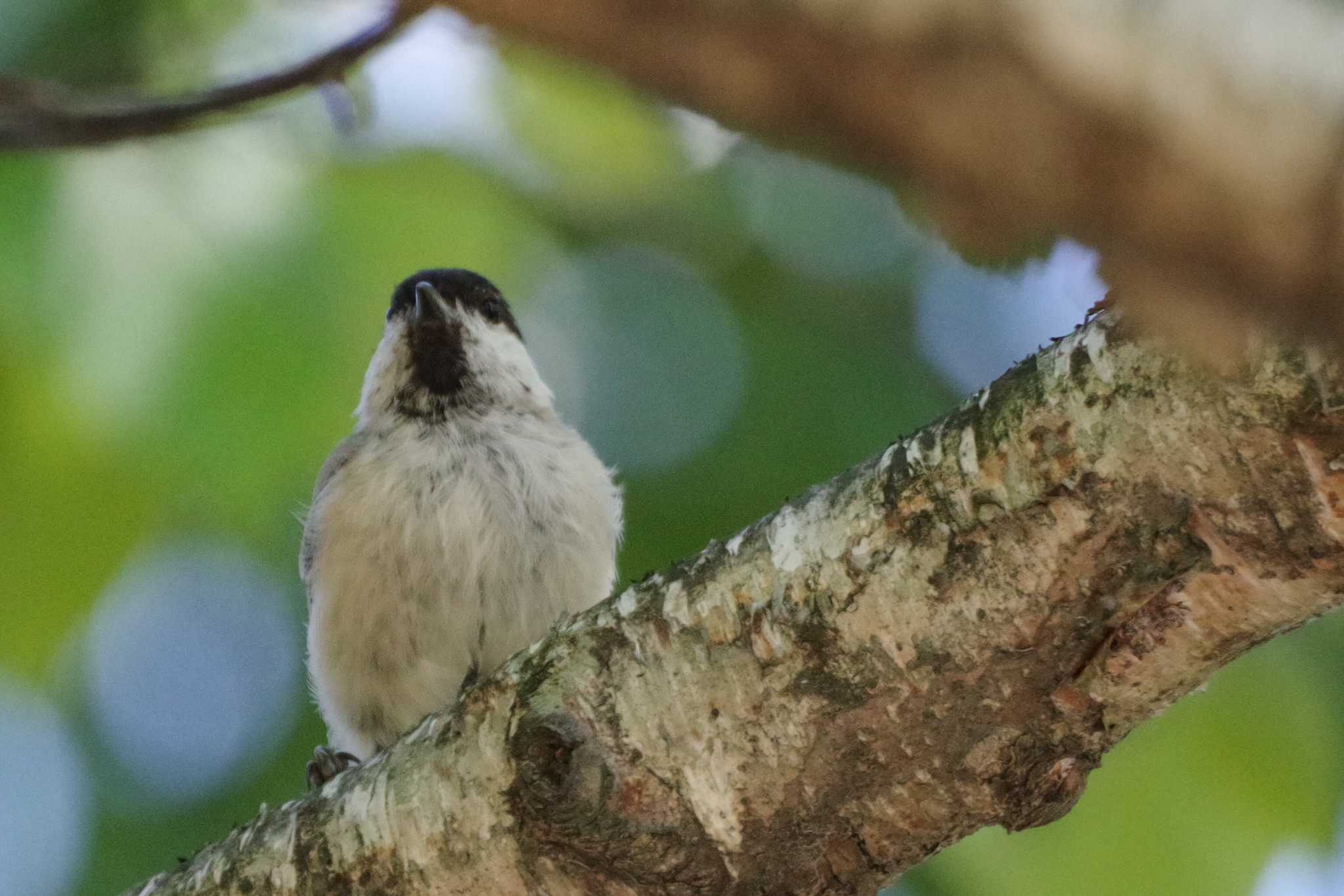 ハシブトガラ