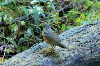 Brown-headed Thrush Senjogahara Marshland Sun, 9/19/2021