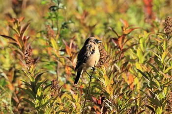 Amur Stonechat Senjogahara Marshland Sun, 9/19/2021