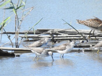 Marsh Sandpiper Inashiki Sun, 9/19/2021