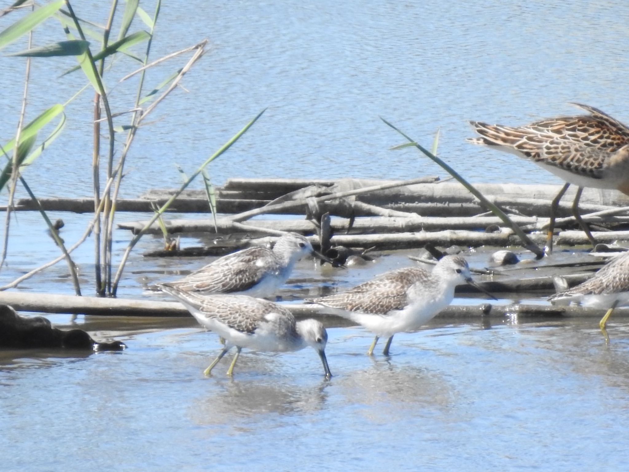 Photo of Marsh Sandpiper at Inashiki by da