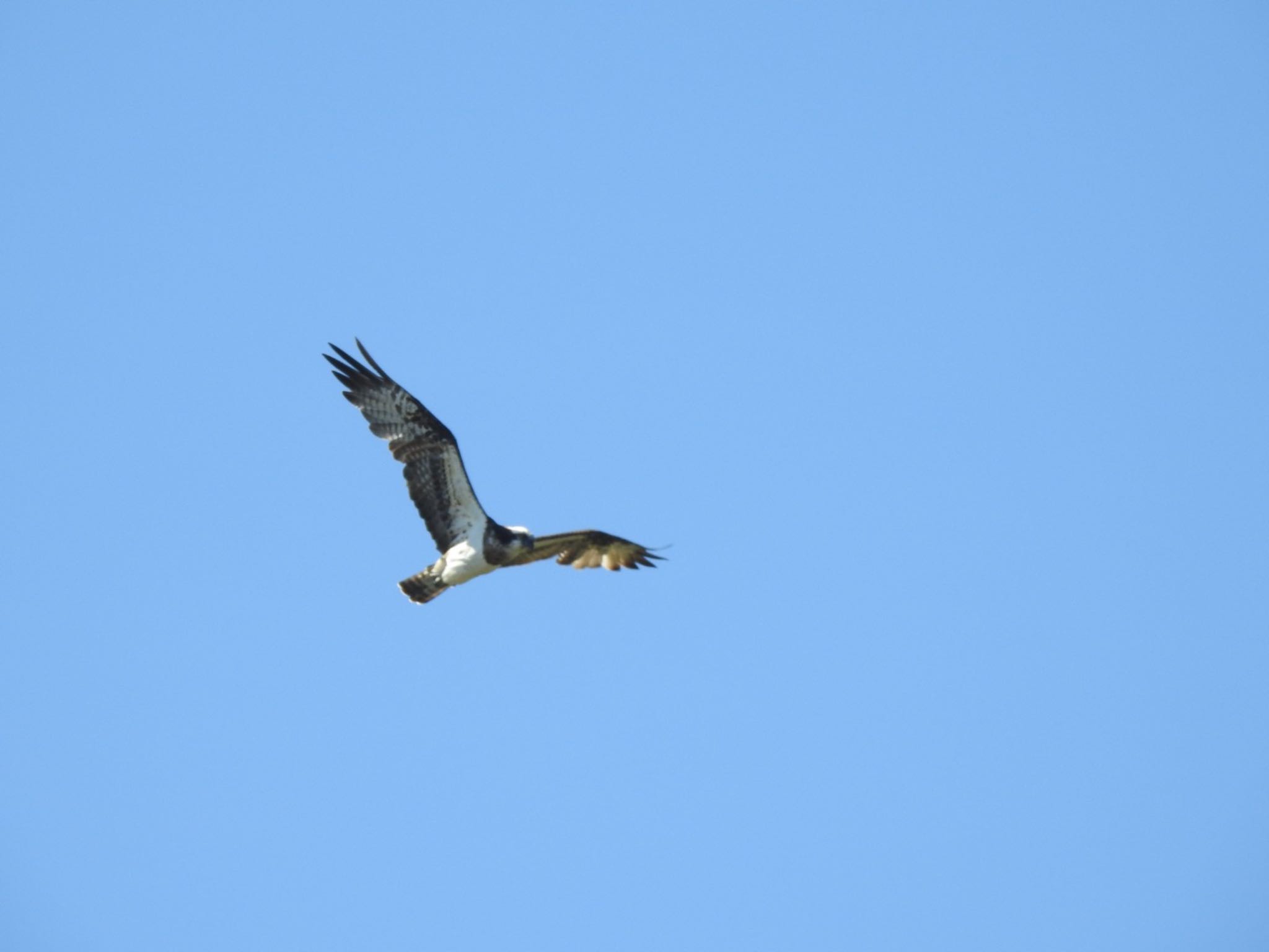 Photo of Osprey at Inashiki by da