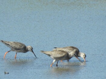 Spotted Redshank Inashiki Sun, 9/19/2021