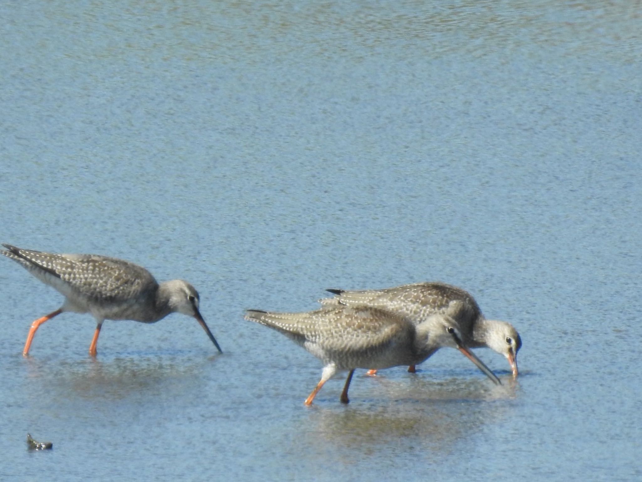 Photo of Spotted Redshank at Inashiki by da