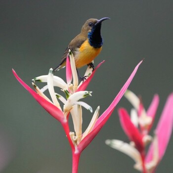 2021年9月19日(日) シンガポール植物園の野鳥観察記録