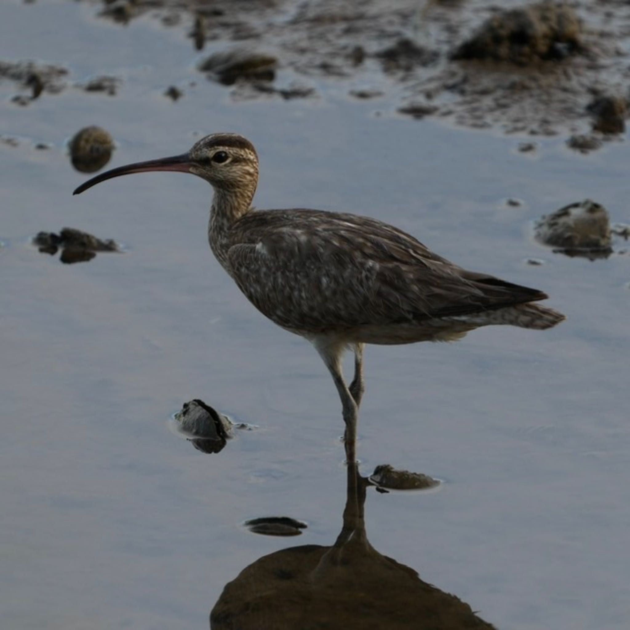 Sungei Buloh Wetland Reserve チュウシャクシギの写真 by T K