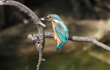 Common Kingfisher 城北公園 Mon, 9/20/2021