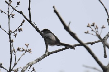 エナガ 滋賀県甲賀市甲南町創造の森 2017年4月16日(日)