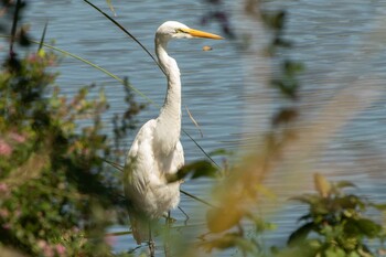 2021年9月20日(月) 三ツ池公園(横浜市鶴見区)の野鳥観察記録