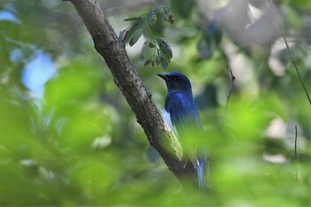 オオルリ 石川健民海浜公園 2021年9月19日(日)