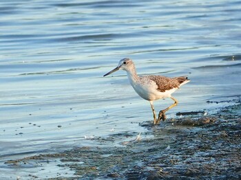 Common Greenshank Isanuma Unknown Date