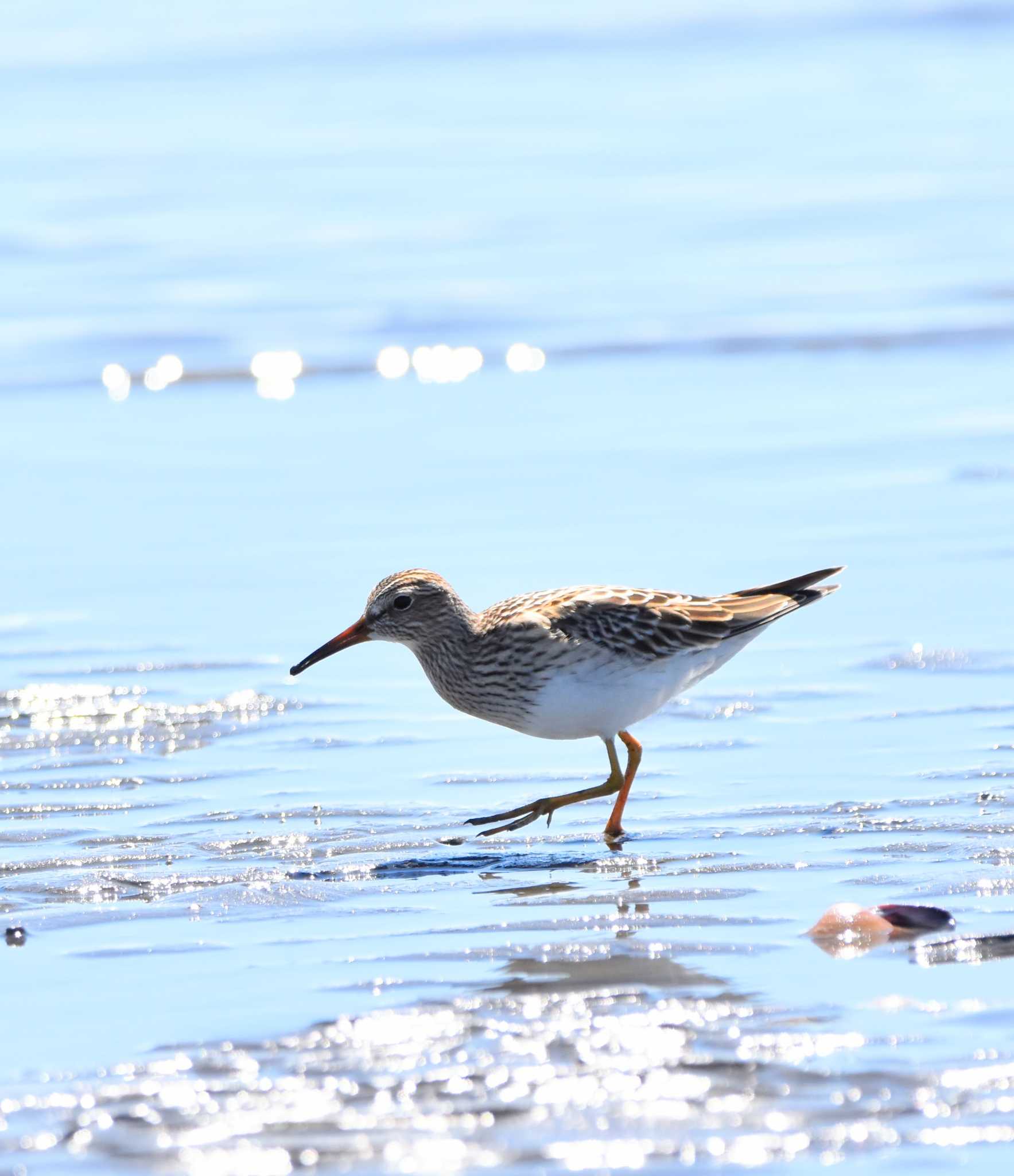 アメリカウズラシギ