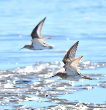 アメリカウズラシギ ふなばし三番瀬海浜公園 2021年9月19日(日)