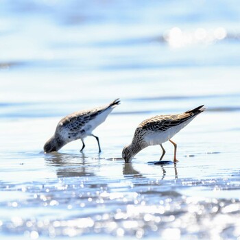 アメリカウズラシギ ふなばし三番瀬海浜公園 2021年9月19日(日)