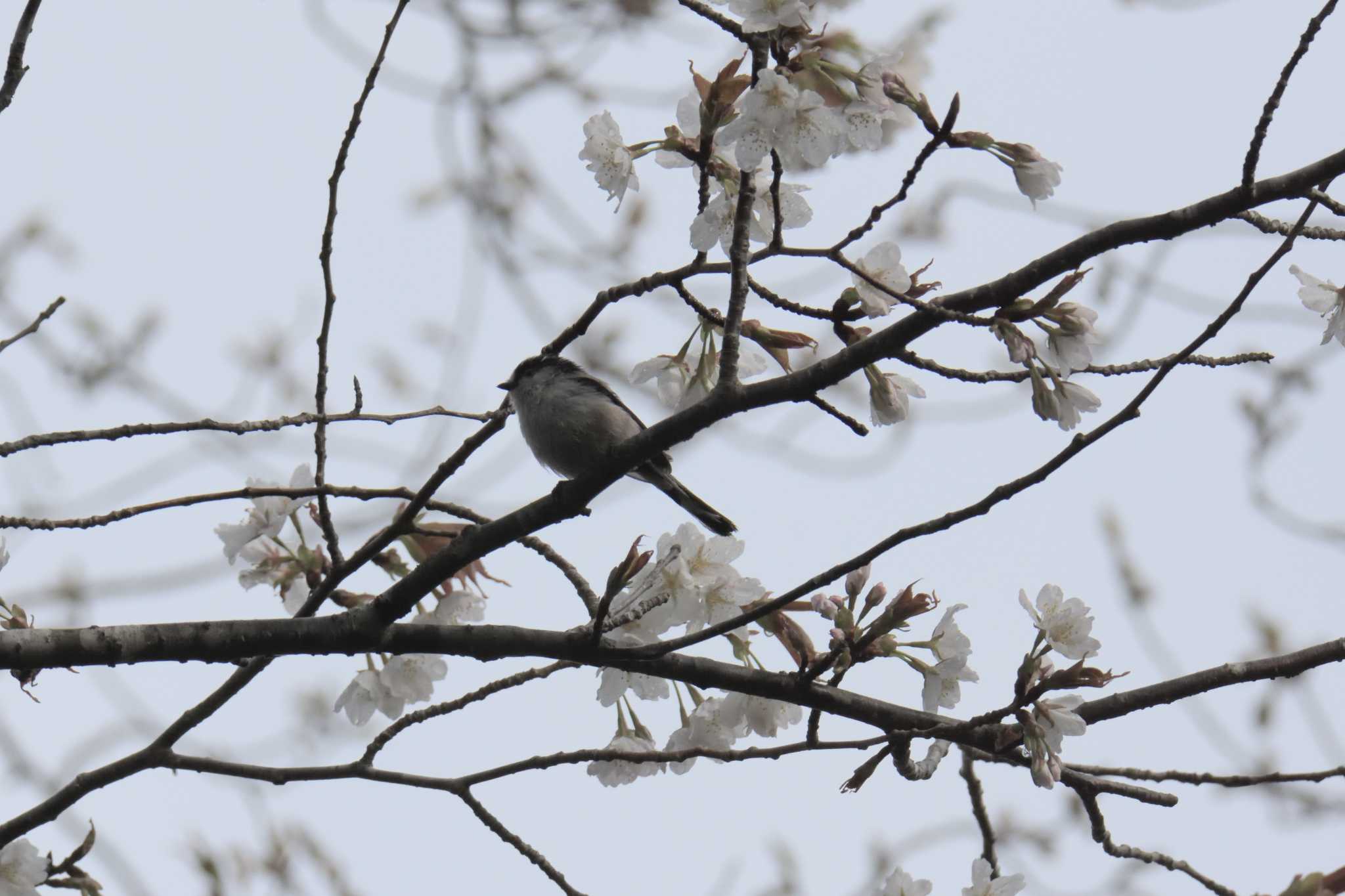 滋賀県甲賀市甲南町創造の森 エナガの写真 by masatsubo