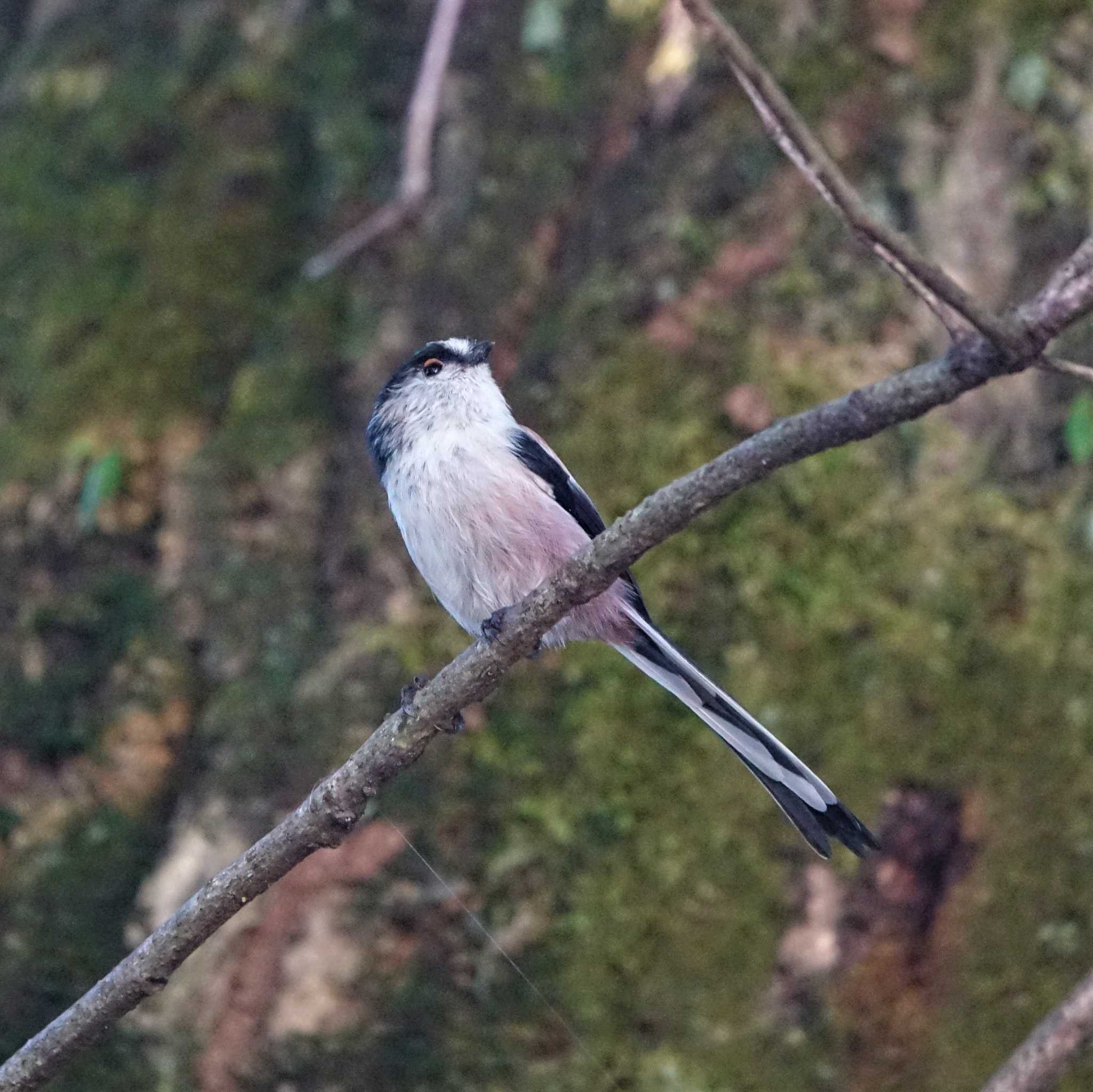 りょうぶの道(滋賀県草津市) エナガの写真 by bmont520