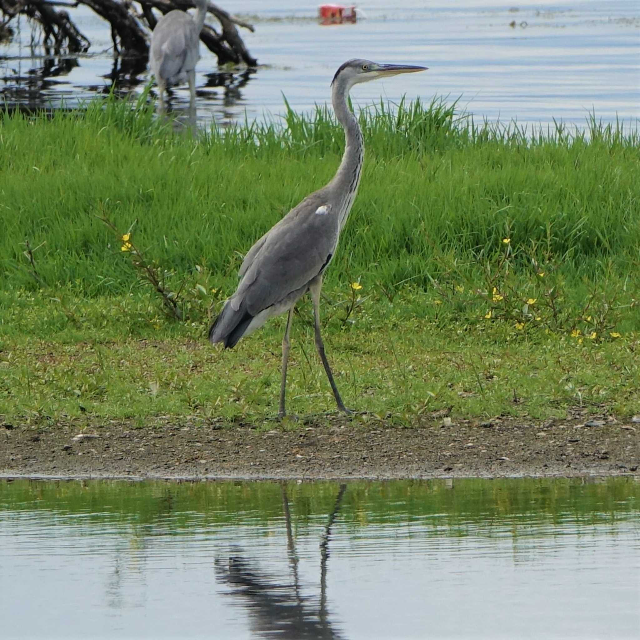 アオサギ