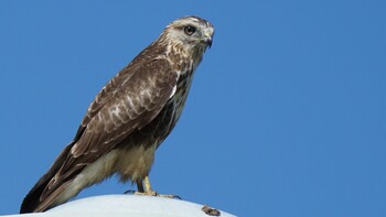 2021年9月19日(日) 山形県鶴岡市の野鳥観察記録