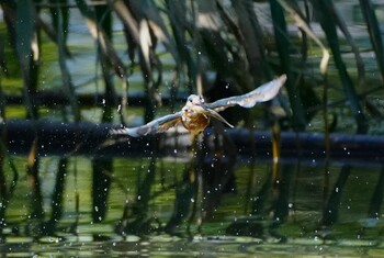 Common Kingfisher 千里南公園 Mon, 9/20/2021