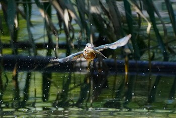 カワセミ 千里南公園 2021年9月20日(月)