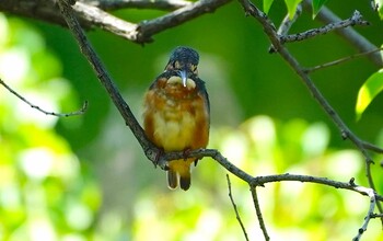 カワセミ 千里南公園 2021年9月20日(月)