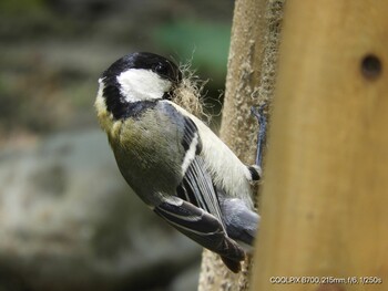 Japanese Tit Osaka castle park Mon, 5/3/2021