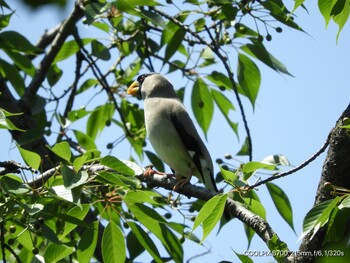 Japanese Grosbeak Osaka castle park Mon, 5/3/2021