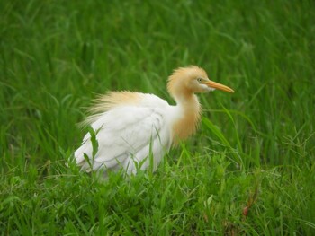 Eastern Cattle Egret 福岡県 Mon, 7/2/2018