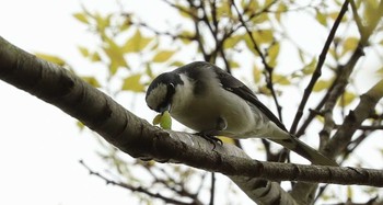 サンショウクイ 東京都 2017年4月21日(金)