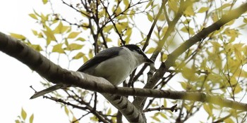 サンショウクイ 東京都 2017年4月21日(金)