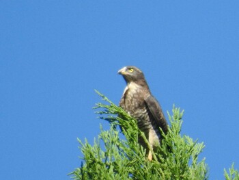 2021年9月20日(月) 四万川の野鳥観察記録